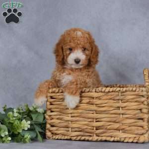 Crimson, Miniature Poodle Puppy